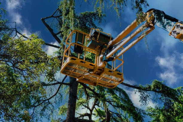 Why Choose Our Tree Removal Services in Grant, MI?