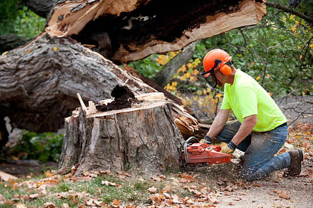 Professional  Tree Services in Grant, MI